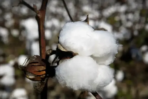 Cotton Farmers Face MSP Risk as Quality Declines Amid Unseasonal Rainfall