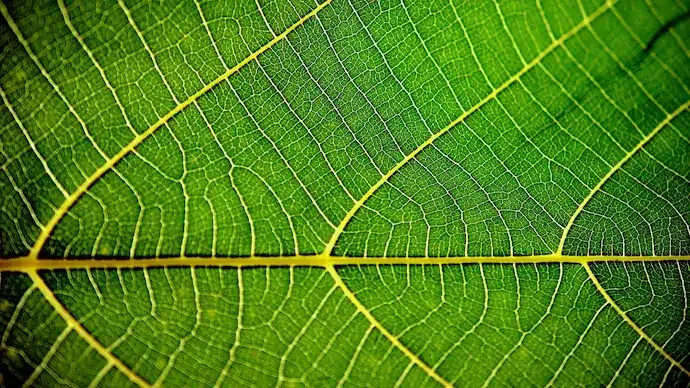 Can Photosynthesis Inspire Clean Energy? IISc, Caltech Decode 40-Year-Old Mystery