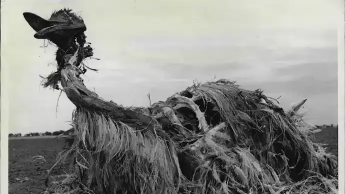 Emu War Explained: How Australia Lost a 1932 “War” Against Giant Birds