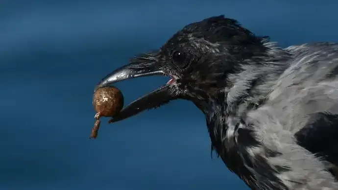 Why Do Crows Leave ‘Gifts’ for Humans? Science Behind the Behaviour