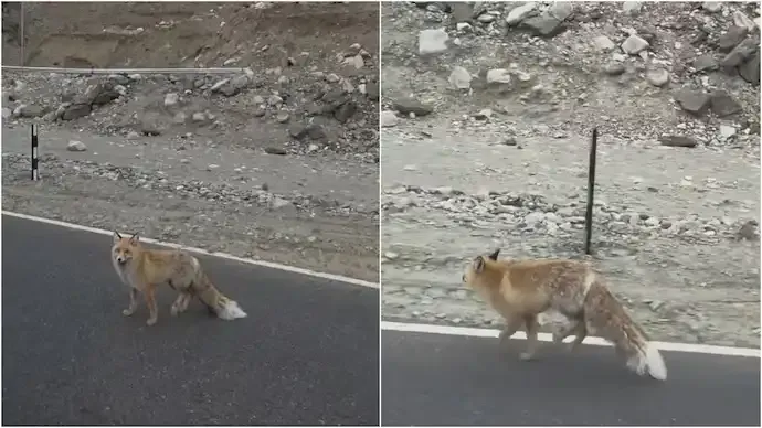 Red Fox Spotted Near Pangong Tso: IFS Officer Warns Against ‘Sympathy Conservation’