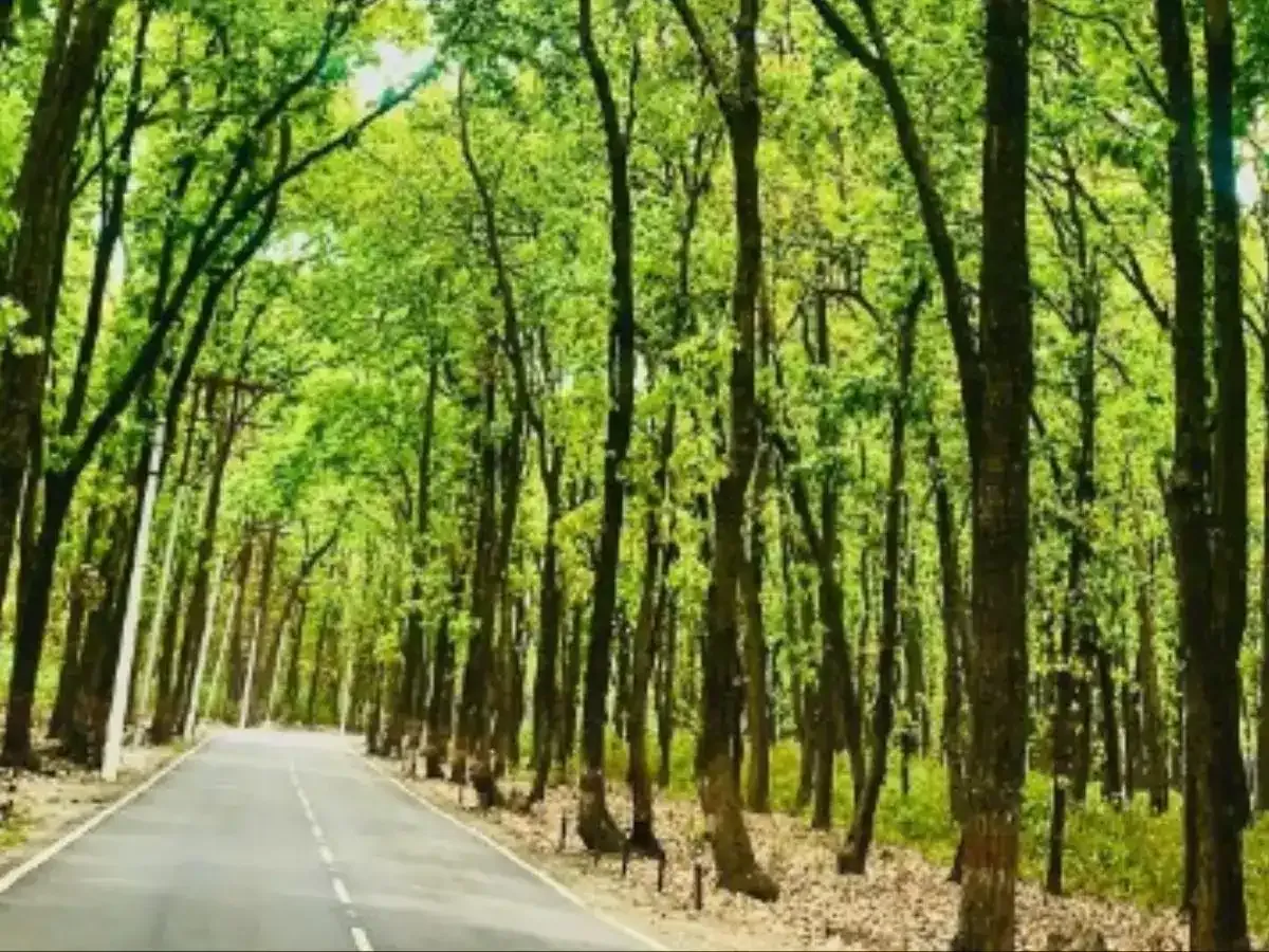 Uttarakhand Loses 214 Sq Km Forest Cover, Raising Alarm Over ‘Graveyard of Trees’