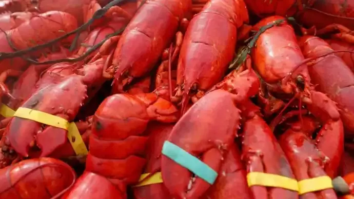 Oysters, Lobster Worth $400,000 Stolen in String of Cargo Thefts Across US Northeast