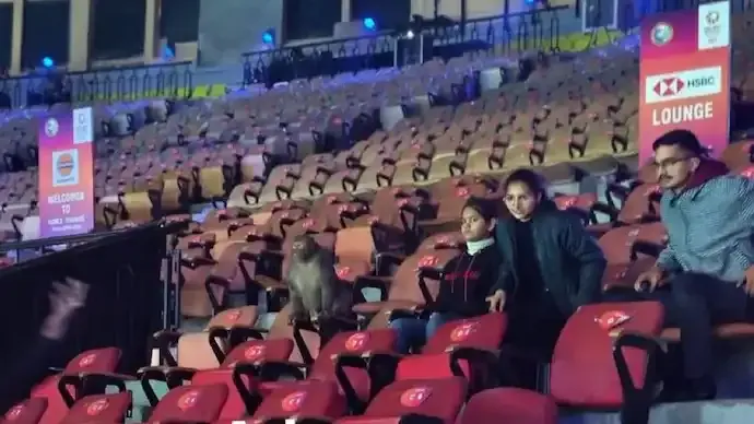 India Open Badminton: Monkey Spotted at Delhi Stadium After Venue Faces Criticism