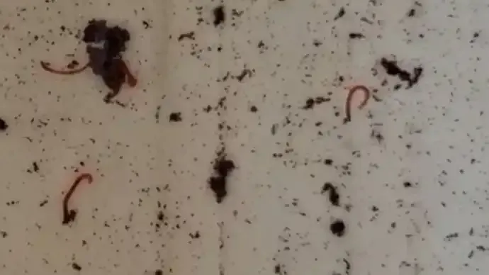 Noida Water Crisis: Insects, Sediment Found in Supply at Army Veterans’ Society Raise Serious Health Concerns