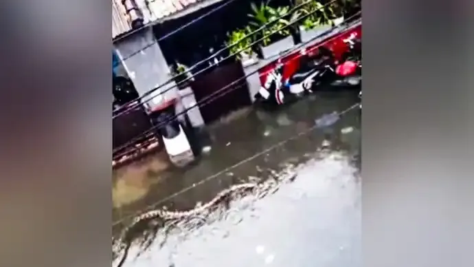 Bali Floods After Historic Rainfall, Giant Python Seen Swimming Through Submerged Road