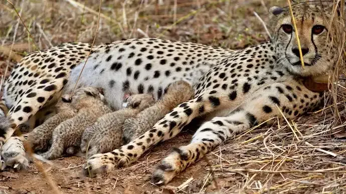 Fourth Cub Born at Kuno as India’s Cheetah Count Rises to 39