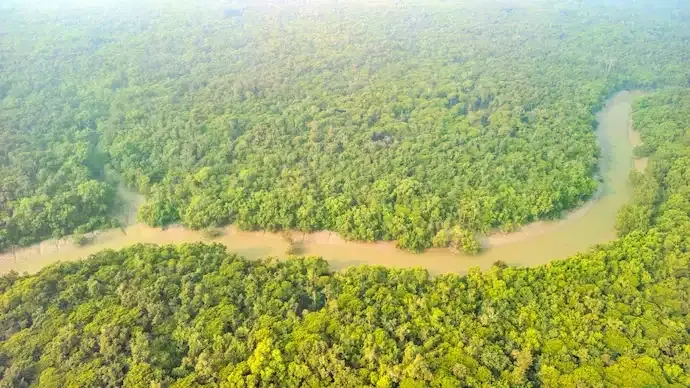 Ghost Forests Climate Change: How Dying Trees Could Help Save Earth
