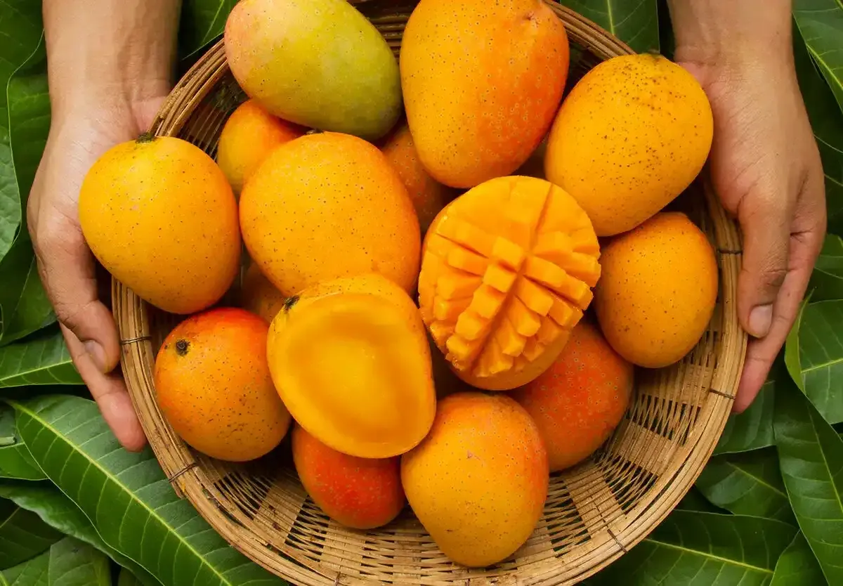 Mango Climate Impact: How Global Warming Threatens India’s King of Fruits