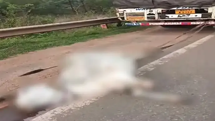 Odisha Cow Cruelty: Man Arrested for Dragging Cow Behind Truck