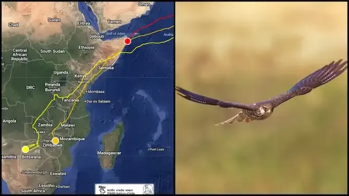 Amur Falcons Begin 5,000 km Non-Stop Journey Back to India from Africa