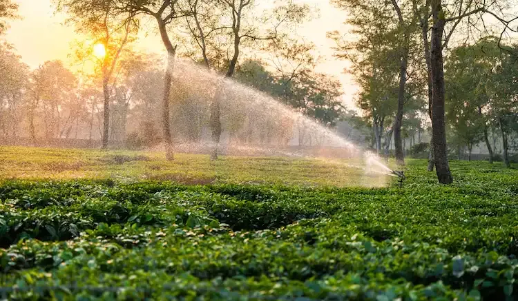 Climate Change Tea Crisis: How Global Warming Is Impacting India’s Chai