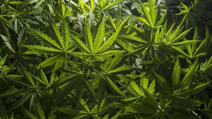 Air India Pilot Deported US Marijuana Case Disciplinary Action