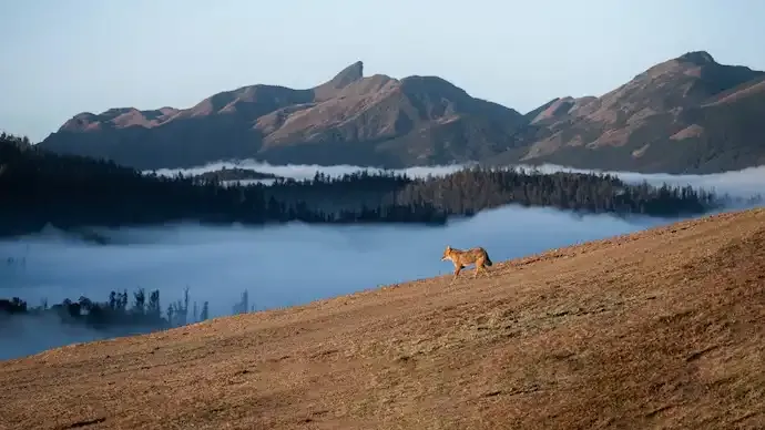 India’s Blue Mountains Under Threat: How Climate Change and Human Activity Are Impacting the Nilgiris