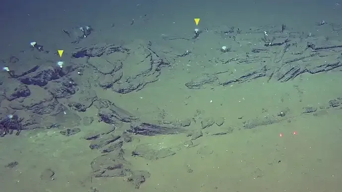 World's Deepest Whale Graveyard Discovered in Indian Ocean, Reveals Secrets of Deep-Sea Life