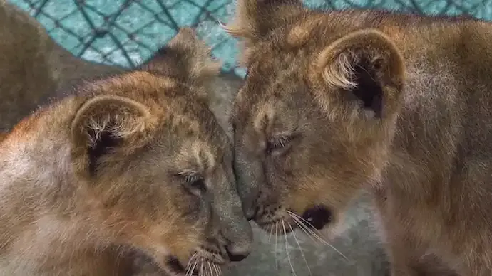 Demand for Asiatic Lions in Kuno Resurfaces During President Droupadi Murmu's Visit