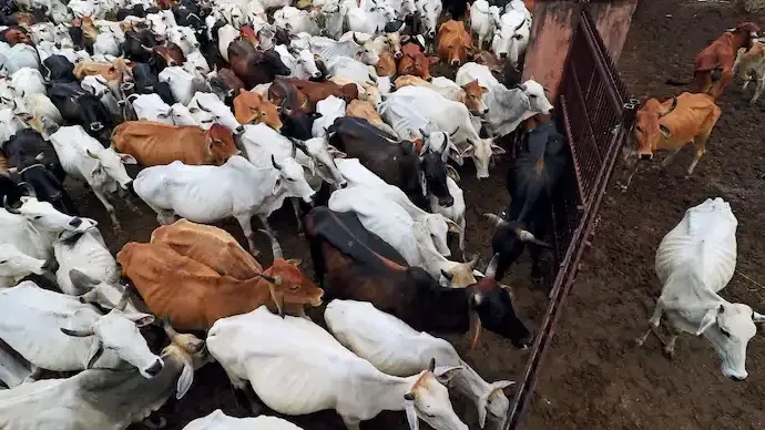 Tamil Nadu Moves Supreme Court Against Madras High Court's Cow Slaughter Ban