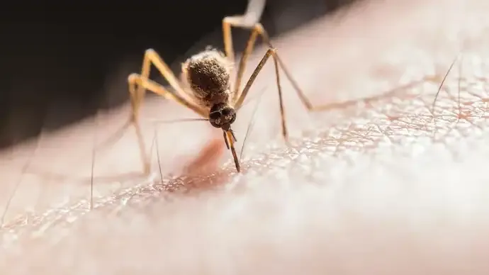 Dengue vs Viral Fever vs Malaria vs Typhoid: How to Identify Monsoon Fevers and Warning Signs
