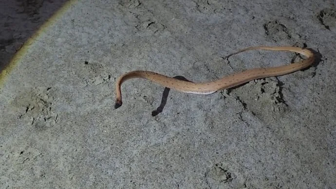 Rare Afro-Asian sand snake photographed in Kutch Gujarat after more than 150 years