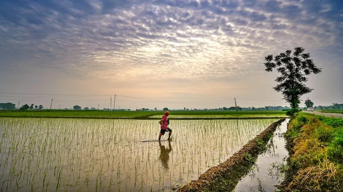 Farmer crossing a field amid water stress after India's monsoon rainfall deficit