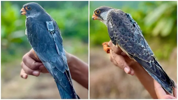 Satellite-tagged Amur falcons Apapang and Alang return to Manipur during their long-distance migration