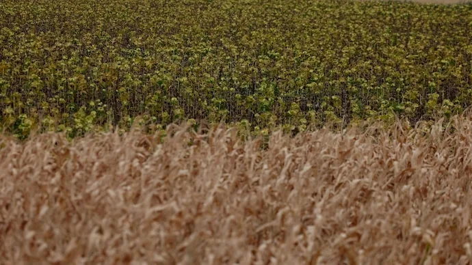 Drought and extreme heat damage grain crops in Europe